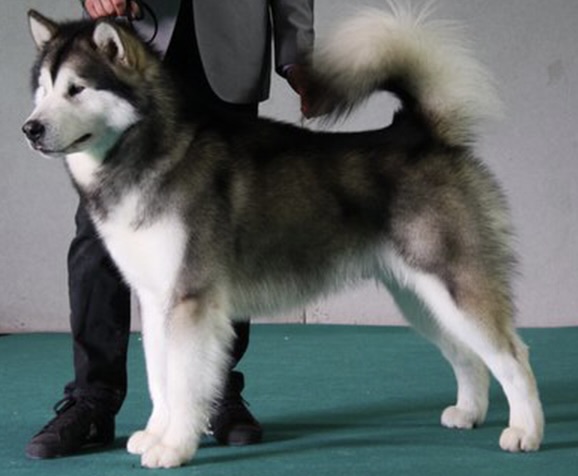 joseph-del-biagio-main 2